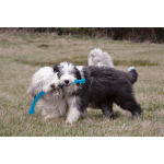 KONG® Spielzeug DOG PF3 SAFESTIX Kunststoff schwimmt 30cm sortiert für Hunde