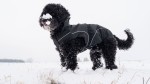 DOGBITE Hunderegenjacke MATT Fexible-System schwarz Mantel für Hunde 65cm