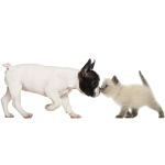 HERRMANNS Nassfutter SELECTION KREATIV-MIX BIO-FLEISCHLOS für Hunde Katzen