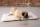 BEEZTEES Liegekissen ITO Memory Foam grau oder beige für Hunde