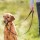 TRIXIE Erziehung Top Trainer Trainingsgeschirr schwarz versch. Größen für Hunde
