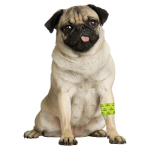 HOLLAND ANIMAL CARE Bandage Petflex gelb No Chew mit Bitterstoff für Hunde