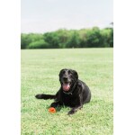 CHUCKIT Spielzeug Fetch Ball Chuckit Breathe verschiedene Größen für Hunde