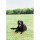 CHUCKIT Spielzeug Fetch Ball Chuckit Breathe verschiedene Größen für Hunde