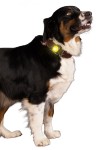 HOLLAND ANIMAL CARE Sicherheitslicht Nightwalk Safety Light für Hunde Gelb