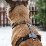 KOCH Hundegeschirr Premium NYLONGESCHIRR WM 2026 Limited Edition gepolstert