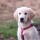 KOCH Hundegeschirr Premium NYLONGESCHIRR WM 2026 Limited Edition gepolstert