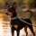 KOCH Hundeleine WATERPROOF Retrieverleine PVC Edelstahl wasserfest 170cm