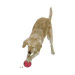 KARLIE Futterball RUFFUS Vollgummi Durchmesser 10cm für Hunde
