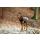 KARLIE TOUCHDOG Hundemantel OUTDOOR Atmungsaktiv BRAUN Gr. 4XL (78cm-100cm-56cm)