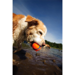CHUCKIT Spielball ULTRA BALL Kautschuk 2-er Pack extrem robust für Hunde