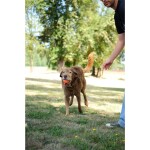 CHUCKIT Spielball ULTRA BALL Kautschuk extrem robust schwimmt für Hunde
