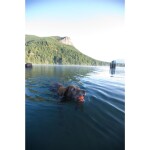 CHUCKIT Spielball ULTRA BALL Kautschuk extrem robust schwimmt für Hunde