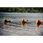 CHUCKIT Spielball ULTRA BALL Kautschuk extrem robust schwimmt für Hunde