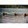 CHUCKIT Spielball ULTRA BALL Kautschuk extrem robust schwimmt für Hunde
