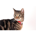KARLIE FLAMINGO Halsband SIMONS CAT 31cm x 10mm Rot für Katzen