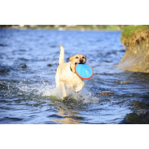 HOLLAND ANIMAL CARE Frisbee CHUCKIT PARAFLIGHT schwimmt Small Ø 16cm für Hunde