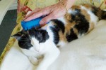 PET+ME Bürste CAT Kurzhaar Bürste Silikon 12cm blau für Hunde und Katzen