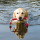 TRIXIE Naturgummi-Spielzeug MOT®Long 20cm schwimmt Naturgummi für Hunde